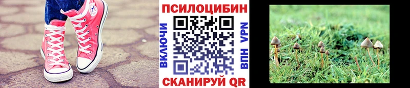 хочу   Приволжский  Псилоцибиновые грибы Psilocybe 